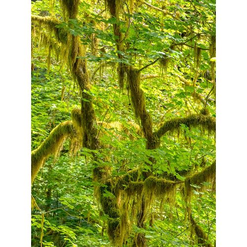 Wild, Jamie and Judy 아티스트의 Washington State-Olympic National Park-Hoh Rain Forest작품입니다.